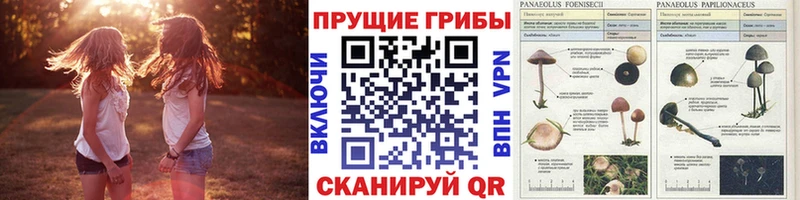 мориарти формула цены наркотик Зуевка Галлюциногенные грибы Psilocybe
